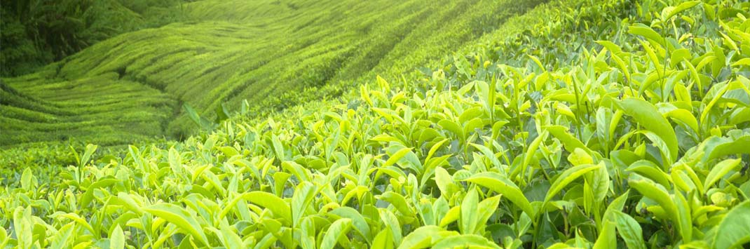 поля зеленого чая